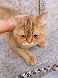 명동 😻🎶고양이 카페, 루프캣미