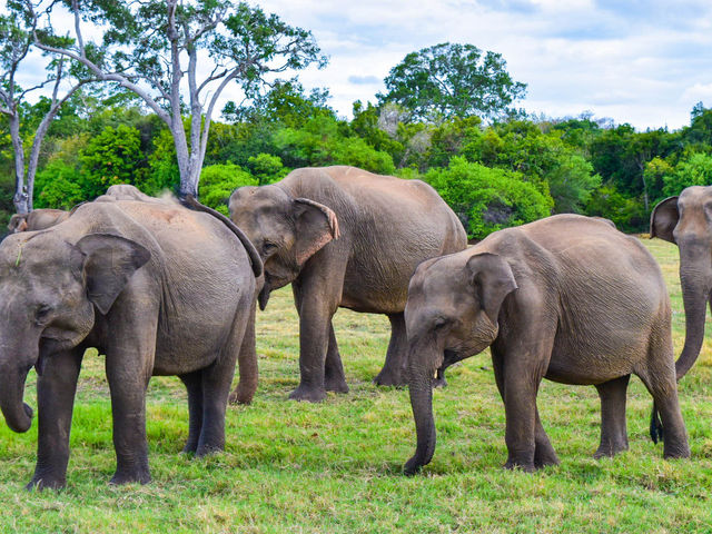 【スリランカ】サファリでゾウの大群に遭遇🐘