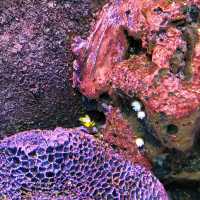 Underwater World Pattaya 