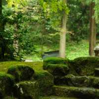 法雲禪寺：日式靜謐 🍃🧘‍♂️