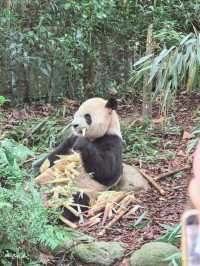 Get Close with Cute Panda in Chengdu Panda Base