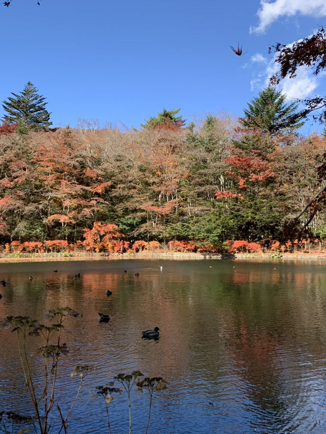 📍軽井沢 雲場池