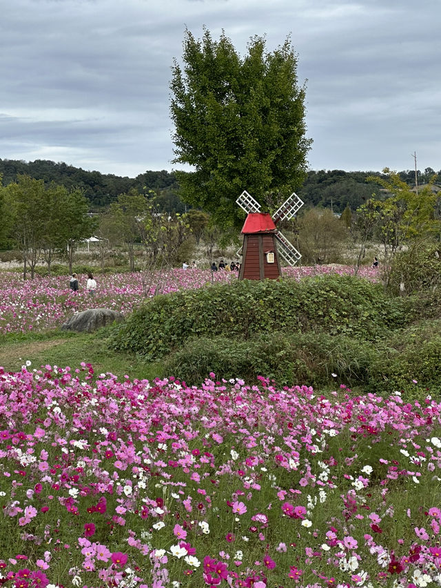 공휴일날 자연과 꽃과 🌸휴식하며 가을나들이하기 🏝️좋은 여주 여행지 추천
