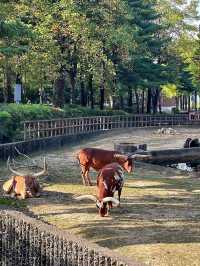 首爾大公園：城市中的自然天堂與家庭樂園🌳🎠
