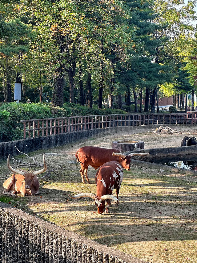 首爾大公園：城市中的自然天堂與家庭樂園🌳🎠