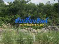 ทับเที่ยงฮิลล์ คาเฟ่สายธรรมชาติ