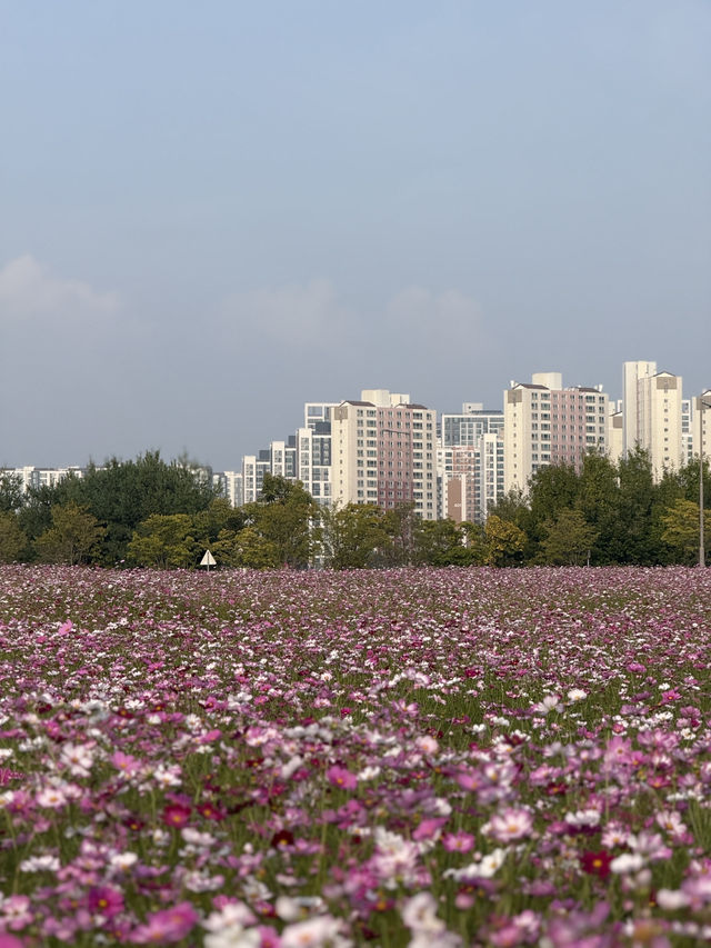(실시간) 청주 근교에 생긴 어마무시한 코스모스 스팟🩷