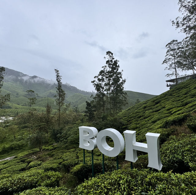 Afternoon tea at a tea plantation 