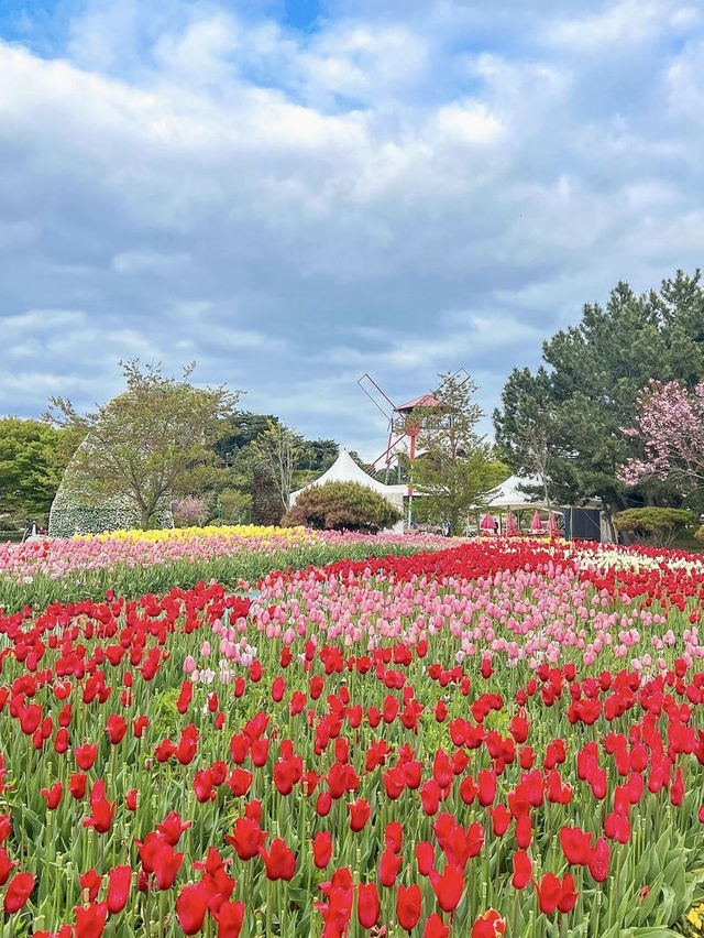서울근교 네덜란드 튤립투어🌷🇳🇱