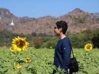รีวิว ทุ่งทานตะวันที่เขาจีนแล จังหวัดลพบุรี 🌻