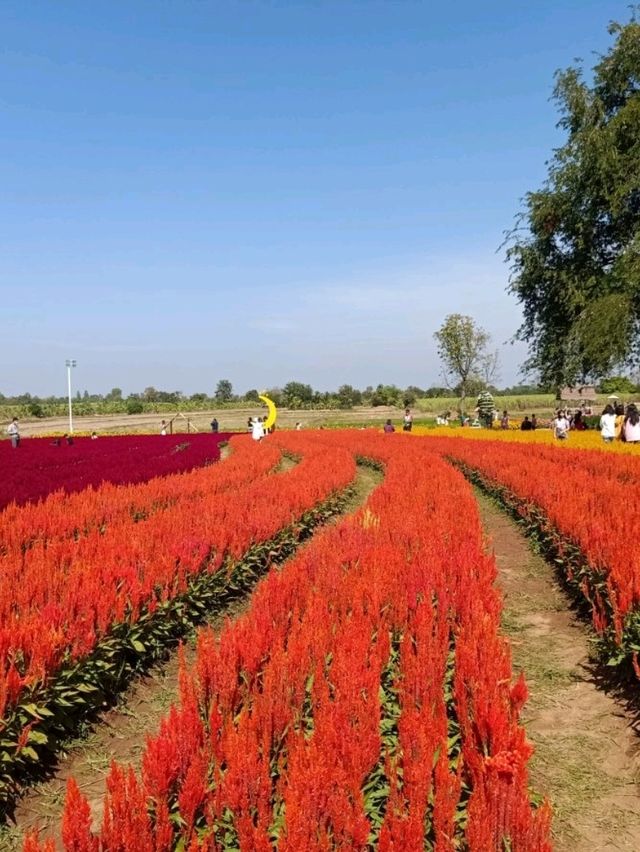 ชมทุ่งดอกไม้สวยที่ปลายนาฟลาวเวอร์