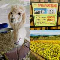 北海道好去處