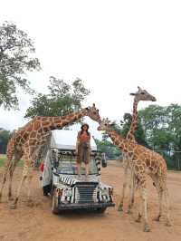 เที่ยวสวนสัตว์เหมือนฟืลแอฟริกาที่ ซาฟารีพาร์ค🦒