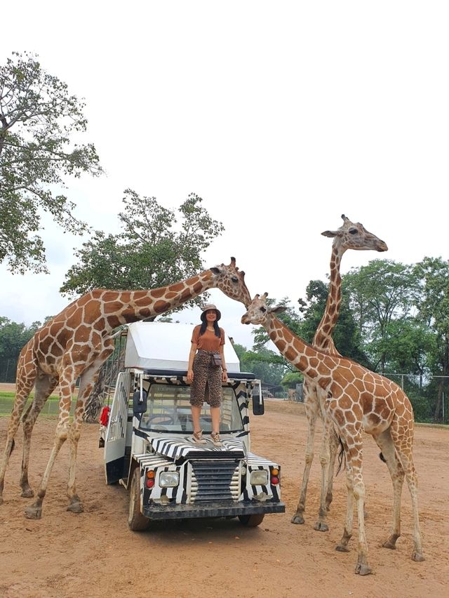 เที่ยวสวนสัตว์เหมือนฟืลแอฟริกาที่ ซาฟารีพาร์ค🦒