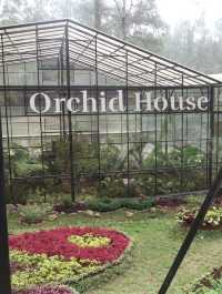 Orchid castle bandung