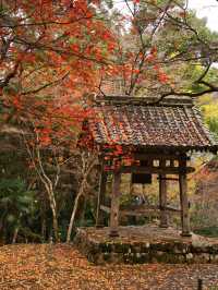 【ここ行って】本当は教えたくない🙅丹波地方最古の寺院で見る紅葉✨