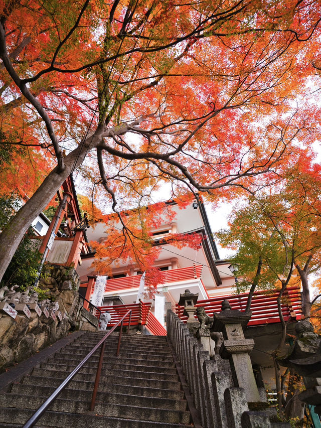 【ここ行って】お守り作り体験も⁉️パワーみなぎる天空の紅葉絶景スポット🍁