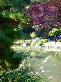 【東京×紅葉】  六義園  素晴らしい雪吊りと紅葉のリフレ