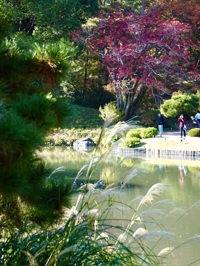 【東京×紅葉】  六義園  素晴らしい雪吊りと紅葉のリフレ