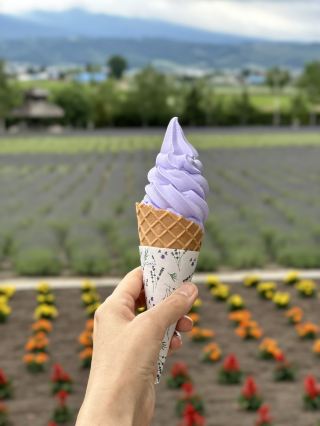 Hokkaido Furano: Lavender Not in Full Bloom in the Second Week of June!