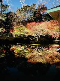 【東京の紅葉スポット🍁】池の水面に映り込む逆さ紅葉の絶景