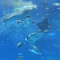 🇯🇵沖縄　📍美ら海水族館