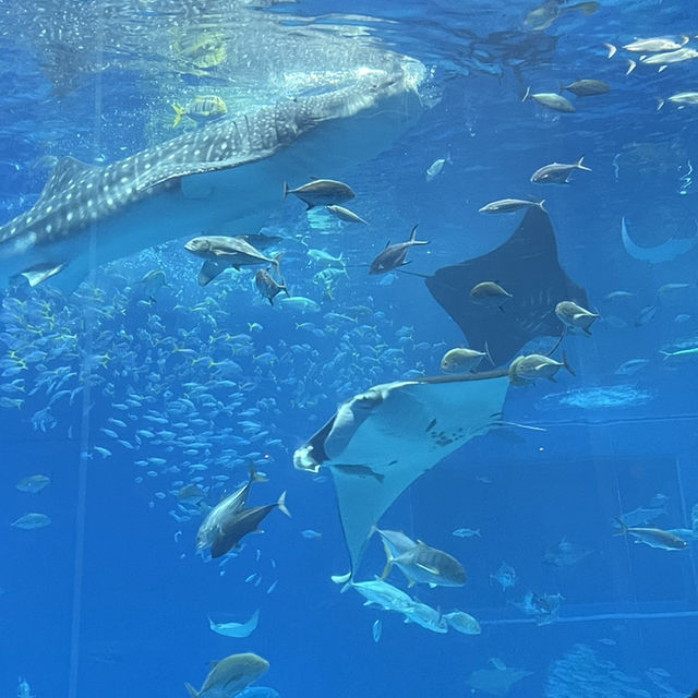 🇯🇵沖縄　📍美ら海水族館