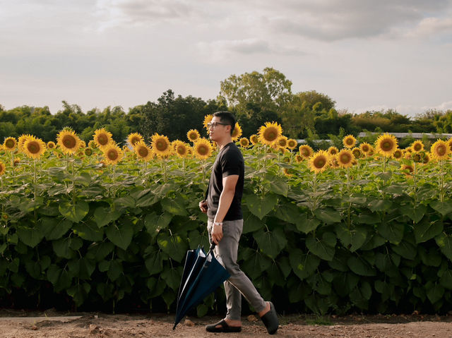 ไร่ทานตะวัน คีรีมันตรา (กาญจนบุรี) 🌻🌻🌻