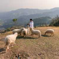 Akha Farmville ฟาร์มแกะยอดฮิตบนดอยช้าง