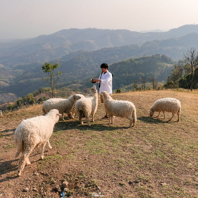 Akha Farmville ฟาร์มแกะยอดฮิตบนดอยช้าง