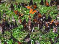 Fairy tale forest in Mexico, no kidding!