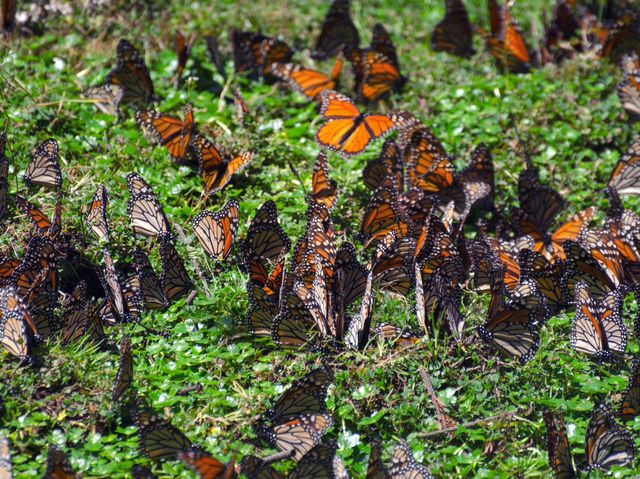 Fairy tale forest in Mexico, no kidding!