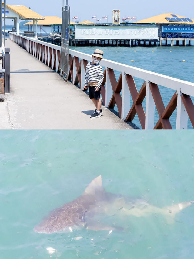 ให้อาหารฉลาม หน่วยสาธิตฯคุ้งกระเบน 🦈🦈