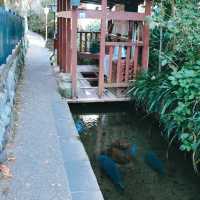 Hida-Furukawa