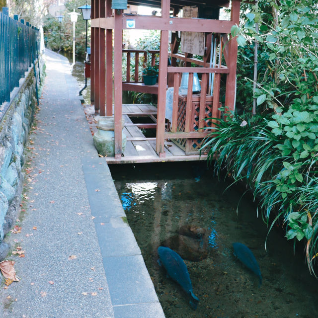 Hida-Furukawa