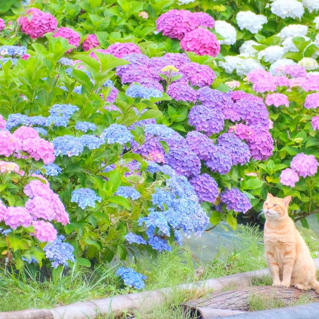 天拜山歷史自然公園，四季都可以觀賞到花卉自然風景的公園.