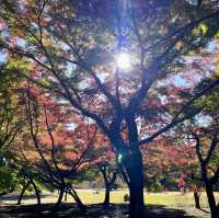 秋季旅遊的新宿御苑