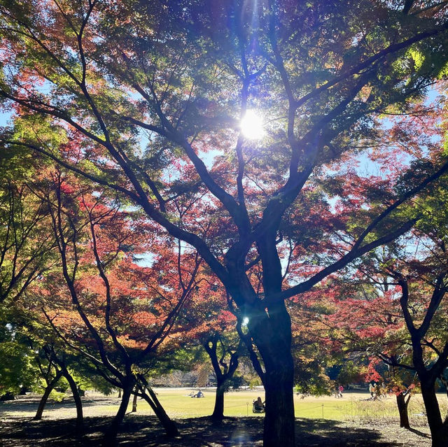 秋季旅遊的新宿御苑