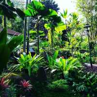 A Tropical Oasis in the Heart of the City