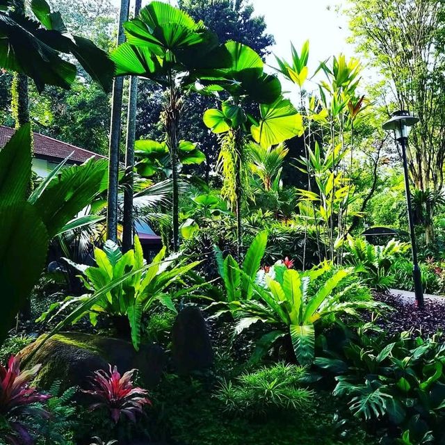 A Tropical Oasis in the Heart of the City