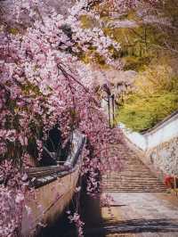 【春の奈良長谷寺】奈良の桜おすすめスポット