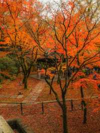 【京都🇯🇵】秋のカラフルな世界へ