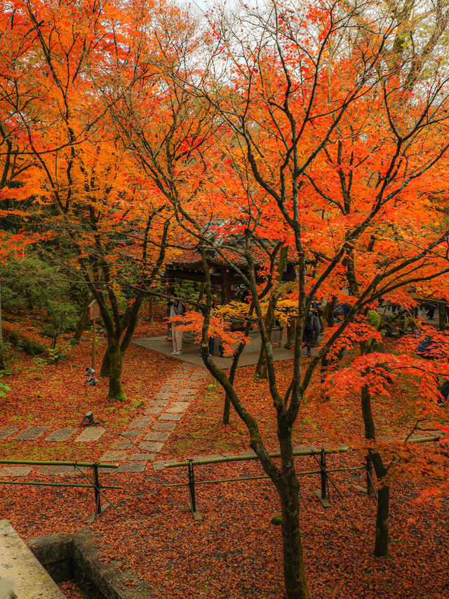 【京都🇯🇵】秋のカラフルな世界へ