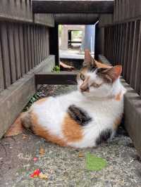 Houtong Cat Village: Purr-fectly Quirky