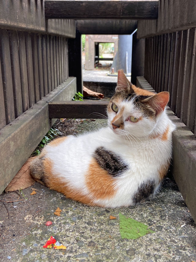 Houtong Cat Village: Purr-fectly Quirky