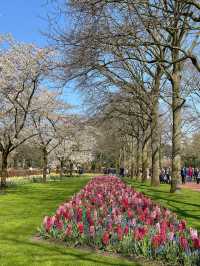 阿姆斯特丹🇳🇱 庫肯霍夫公園🌷 （Keukenhof）