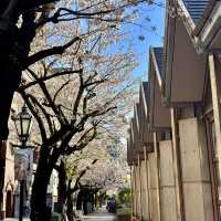 ซากุระบาน ที่  Sumida park  Asakusa