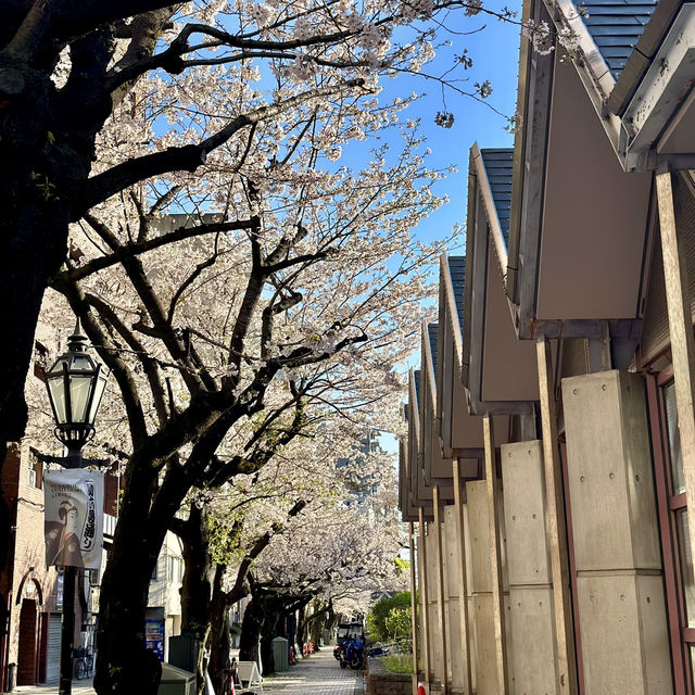 ซากุระบาน ที่  Sumida park  Asakusa