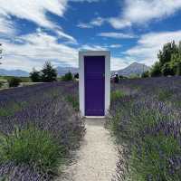 Wanaka Lavender Farm's Tranquil Charm