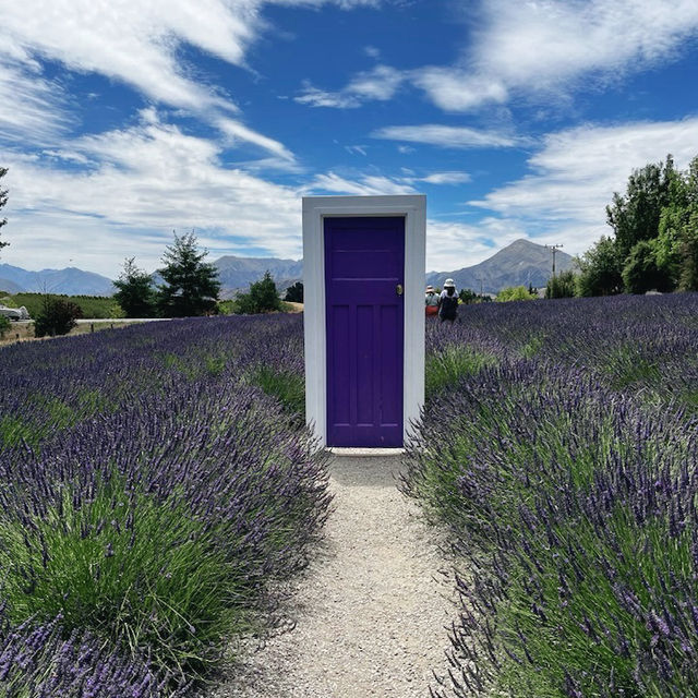 Wanaka Lavender Farm's Tranquil Charm